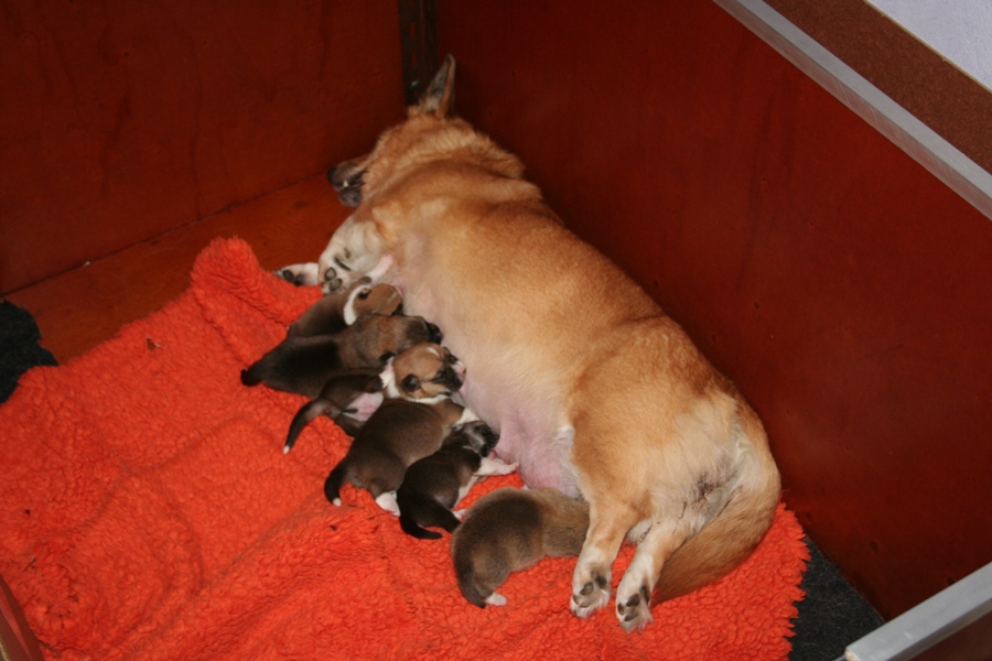 Puppies